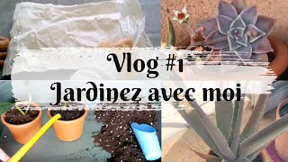 VLOG1👩🏻‍🌾 Jardinez avec moi  Rempotage de boutures Arrosage de succulentes en hiver Alocasia [upl. by Llehsyar]