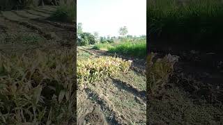 sorts 1million deshi farming youtubeshorts song 10million 2024 4kfullscreenstatus 7k [upl. by Ecinaej]