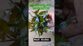 How to Grow Water Lily Bulbs at Home [upl. by Esetal582]