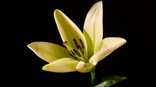 Lily  blooming flower timelapse video HD [upl. by Anoli]