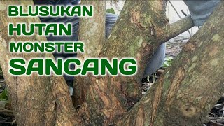 BLUSUKAN DI HUTAN SANCANG DARI STEK JADI MONSTER SEMUA [upl. by Obidiah]