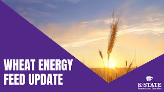 Wheat Energy Feed Update [upl. by Annavaj276]