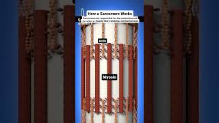 sarcomere works actin and myosin filaments [upl. by Trainer]