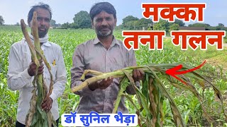 मक्का बैक्टिरियल तना गलन  तने से आ रही बदबू। Bacterial Stalk Rot of Maize drsunilbhaira [upl. by Norraa852]