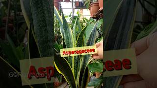 Dracaena trifasciata  Snake Plant [upl. by Hulbig]