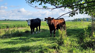 Got a bull in with the heifers [upl. by Yoreel]