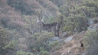 Motsomi Safaris Rifle Hunting Waterbuck Ludwig [upl. by Lehcear485]