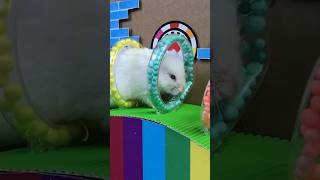 Hamster Escape Amazing Adventure Maze Level 2999 shorts viral [upl. by Nonad]