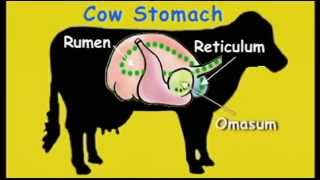 FOR KIDS  The Cows Stomach video [upl. by Annahsohs415]