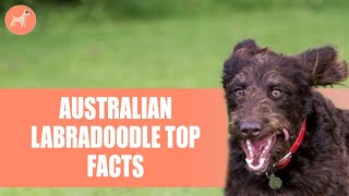 Australian Labradoodle Important Facts You Need To Know Before Getting One [upl. by Ntsud18]