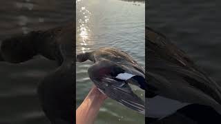 Gadwall duck duckhunter subscribe me 🦆🦆☪️🇵🇰 duckhunt [upl. by Debra]