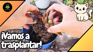 Diferentes situaciones por las que cambio de tamaño la maceta de las plantitas🌱 [upl. by Burnsed]