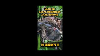 ULAR INI GAGAL MEMANGSA ANAK BURUNG  INI SEBABNYA ‼️ [upl. by Ahsemot840]