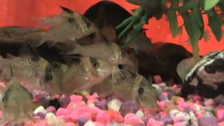 Punctatus cory catfish [upl. by Candace]