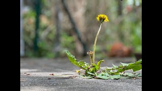 Jetzt ist die Zeit  Livemitschnitt [upl. by Abelard]