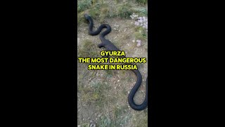 Gyurza The Most Dangerous Snake in Russia shorts animals nature [upl. by Itsyrc493]