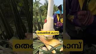 തെങ്ങിൻ കൂമ്പ് heart of plam malayalam shorts [upl. by Edouard512]