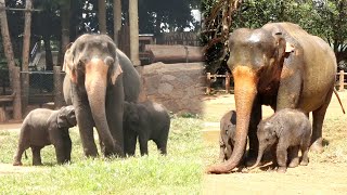 So funny Cute twin baby elephants play with each other Mama elephant cares them equally [upl. by Salokkin]