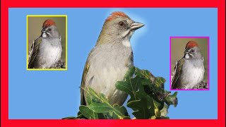 Green Tailed Towhee Song Green Tailed Towhee Call Sound Toqui Coliverde Canto  Pipilo Chlorurus [upl. by Malvin175]