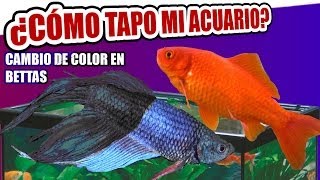 CAMBIOS DE COLOR EN BETTAS TAPAR ACUARIOS ACUARIOS PEQUEÑOS Y PUNTO BLANCO GOLDFISH [upl. by Erodroeht404]