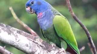 Blue headed parrot pionus menstruus [upl. by Hammock518]