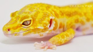 Tremper Leopard Gecko leopardgecko gecko exoticpets geckodocumentary leopardgeckos [upl. by Yanej56]