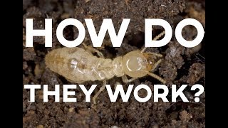 How Do Termite Treatments Work  Suburban Pest Management [upl. by Meyers]