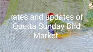 rates prices and updates of Quetta Sunday Bird Market at Malibagh opposite islamia school [upl. by Blondie]