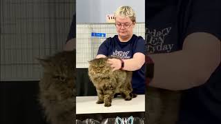 Selkirk Rex Longhair at the cat show shorts [upl. by Sillad749]