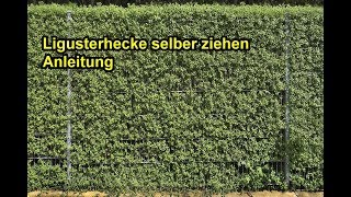 Ligusterhecke selber ziehen – Liguster durch Stecklinge vermehren amp pflanzen  Anleitung [upl. by Danuloff]