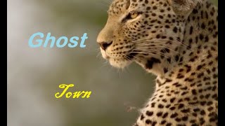 Panthera pardus  Leopards Tribute  Ghost Town [upl. by Idorb]