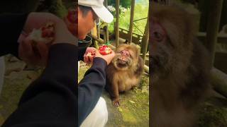 Monkey face reaction viralvideo comedy [upl. by Briggs]