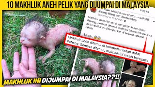 10 MAKHLUK PELIK DAN ANEH DIJUMPAI DI MALAYSIA KORANG TAKKAN PERCAYA [upl. by Ilwain66]