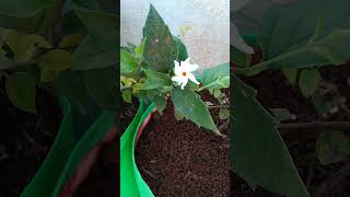 பாரிஜாதம் முதல் பூ ✨viralvideo trendingshorts plantlover parijatham plant [upl. by Cyndia]