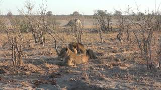 08102024 Hwange NP Main camp area lion couple 3 [upl. by Stanislaw120]