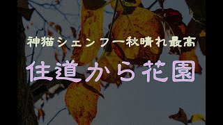 神猫シェンフー秋晴れ最高 住道から花園 [upl. by Hedy]