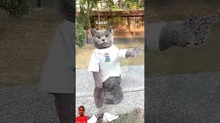 cat catvideos shortvideo comedy funnycartoon [upl. by Guntar468]