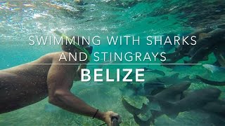 Swimming with sharks and stingrays in Belize [upl. by Aisauqal]