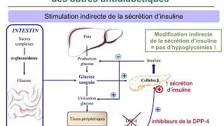 Pharmacologie AntidiabétiquesCours commenté [upl. by Zacek119]