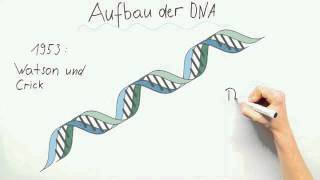 Aufbau der DNA  Biologie  Genetik [upl. by Oisinoid]