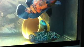 Oscar amp Jack dempsey cichlids [upl. by Nosiddam]