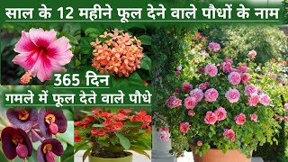 12 Months Flowering Plants in Indiaसाल के 12 महीने फूल देने वाले पौधों के नाम365 days flowering P [upl. by Flaherty]