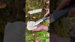 Harvesting Wild Reishi Mushroom with Foraged [upl. by Rodavlas921]