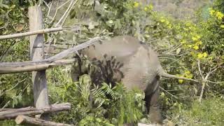 Baby Elephant Having Too Much Fun To Running And Playing Freely  ElephantNews [upl. by Merriott]