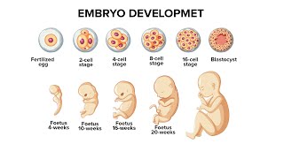 Periods of Embryology development Pre embryonic Embryonic and Foetal period [upl. by Dremann]