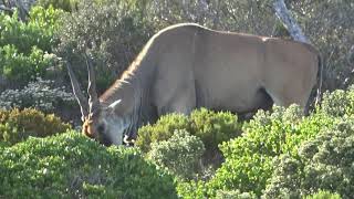 Cape Of Good Hope amp Wildlife Reserve 2019 [upl. by Nahsar]