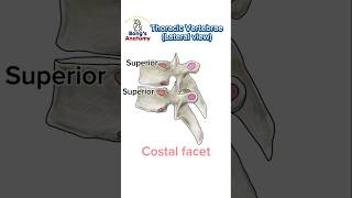 Thoracic vertebraelateral view anatomy illustration drawing art bones study students [upl. by Ainocal]