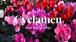 Cyclamen Grow and Care Tips [upl. by Tammy355]