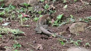 Mating of the Amazon racerunner Ameiva praesignis Squamata Teiidae in Panama [upl. by Serg435]