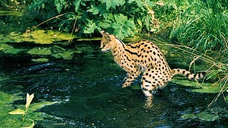 Serval Cats The Graceful Hunters of the African Savanna [upl. by Enahc]